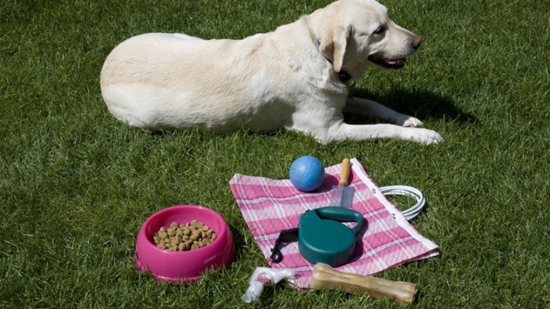come preparare la valigia per cani e gatti