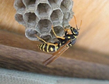 Come eliminare api e vespe in maniera naturale