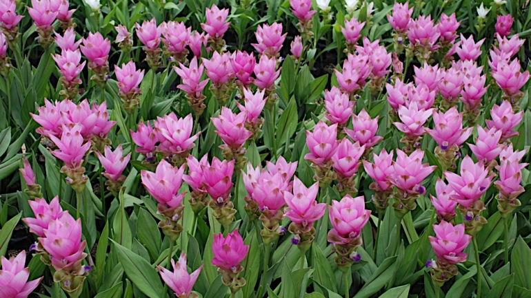 Alla scoperta della curcuma