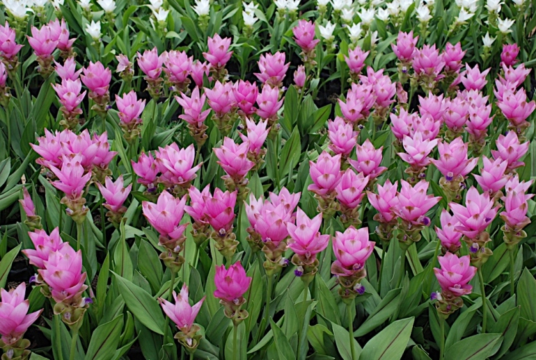 Alla scoperta della curcuma