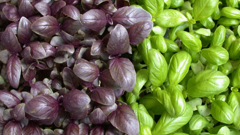 Come coltivare le diverse varietà di basilico