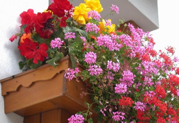 Come piantare i fiori in vaso