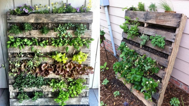 Come creare un orto verticale con i pallet