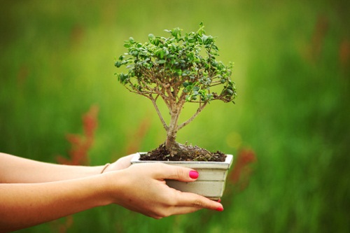 Come curare il bonsai