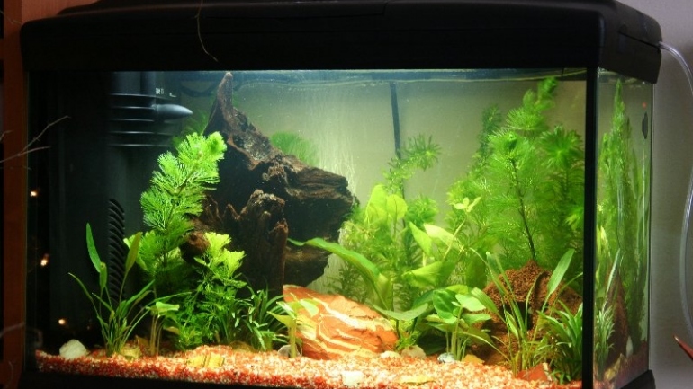 acquario