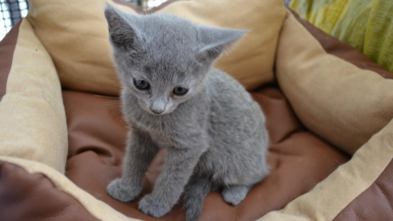 Come aprire un allevamento di gatti