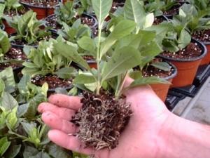 Tecniche di riproduzione delle piante in vaso - orto domestico