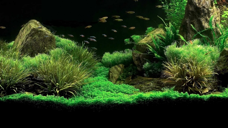 come realizzare un acquario zen