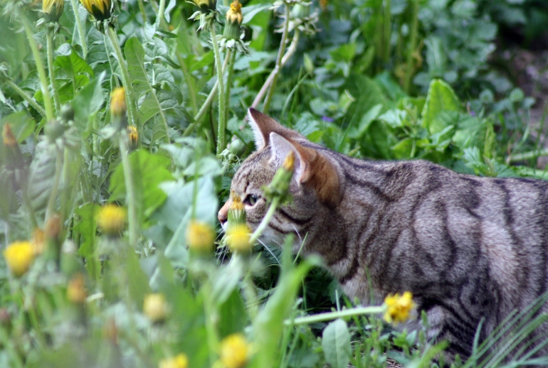 come riconoscere le piante tossiche per i gatti