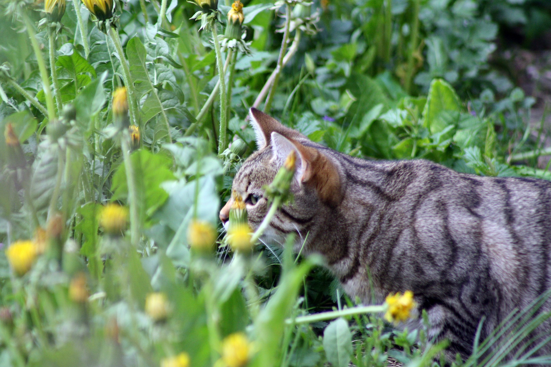 come riconoscere le piante tossiche per i gatti