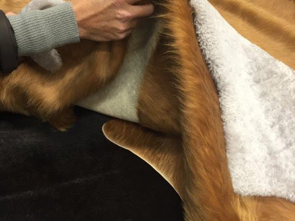 come pulire tappeti e coperte di pelo